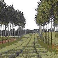 Agroforestry Gaining Popularity Among Farmers and Landowners