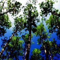Analysing Wood Markets for Timber Investments