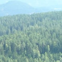 Forest Finance and the Use of Cash-on-Cash Returns to Evaluate Timberland Investments