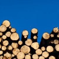 Which Forest Industry Firms Use the Most Wood in the United States?