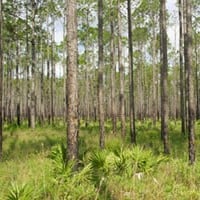 Four Questions for Recreational Land Buyers to Ask About Timber