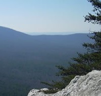 Good Forests Make Great Neighbors