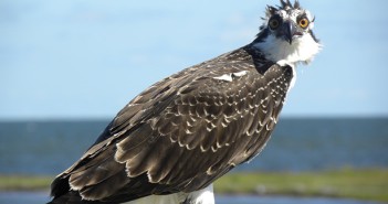 Got Pluck? Got Pluck?