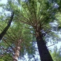 How Do Timberland Investment Managers (TIMOs) Make Money?