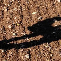 Land Value Depends on Where You Are Standing