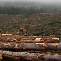 How should a landowner sell his timber?