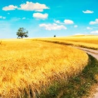 Navigating The Distressed and Bank Owned Property Market
