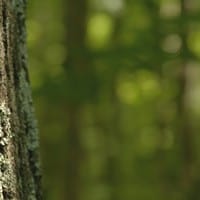 Timber REIT Update: Equities Decline, Yields Increase and Outlook Softens