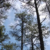 Why should I Invest in Pine-Producing Timberlands?