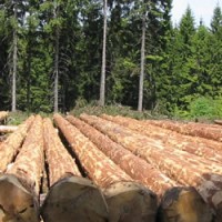 Timberland investing: Selling timber rights is another way to skin a cat