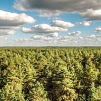 Six Areas for “Getting Smarter” in Forest Finance