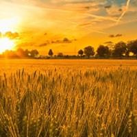 Thankful for Land