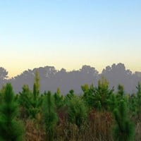 Timber REIT Returns, Wood Bioenergy Investments and the Dallas Mavericks