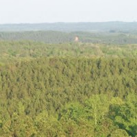 Timber in Turmoil and Wood Bioenergy “Shake Out”