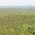 Timber in Turmoil and Wood Bioenergy “Shake Out”