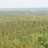Timber in Turmoil and Wood Bioenergy “Shake Out”