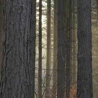 U.S. Timber Forecasts: Assessing Forest Supplies and Price Impacts