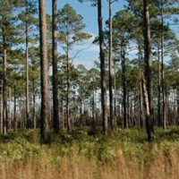 US Timberland Ownership Continues to Shift; Wood Bioenergy Demand Starting to Settle