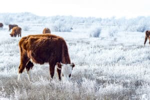 2026 Ag Investment Forecast: Trends Investors Should Know