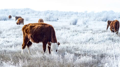 2026 Ag Investment Forecast: Trends Investors Should Know