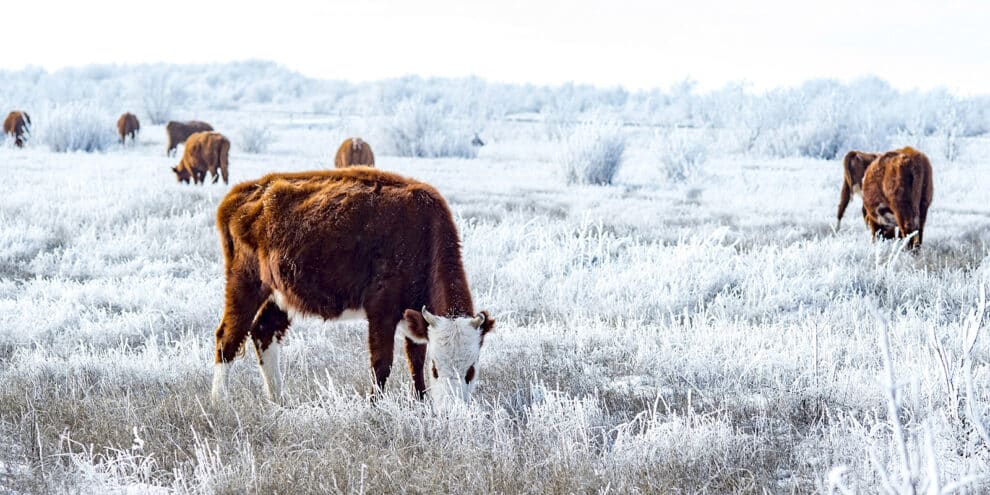 2026 Ag Investment Forecast: Trends Investors Should Know