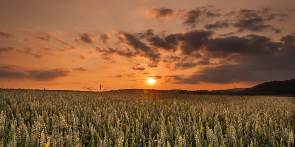 5 Tips to Becoming a Successful Agriculture Investor
