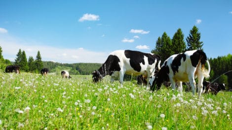 7 Sayings a Dairy Farmer Shared that Shaped My Life