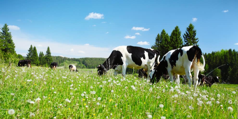 7 Sayings a Dairy Farmer Shared that Shaped My Life