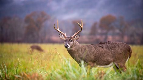 A Beginner's Guide to Buying Hunting Land