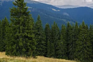 Absentee Land Ownership: A Cautionary Tale
