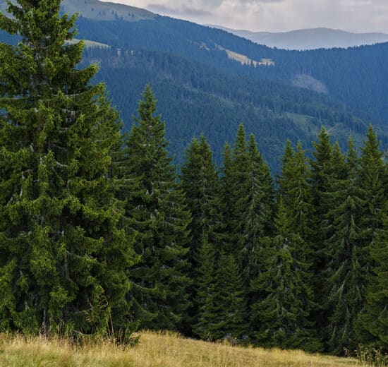 Absentee Land Ownership: A Cautionary Tale