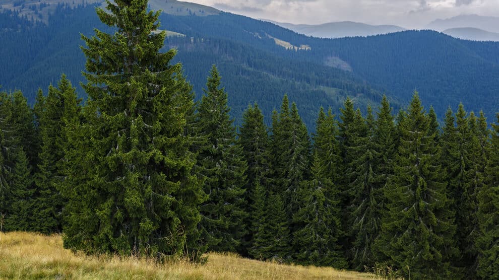 Absentee Land Ownership: A Cautionary Tale