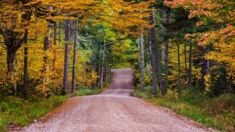 What Absentee Landowners Lose Every Season They Skip Vegetation Management