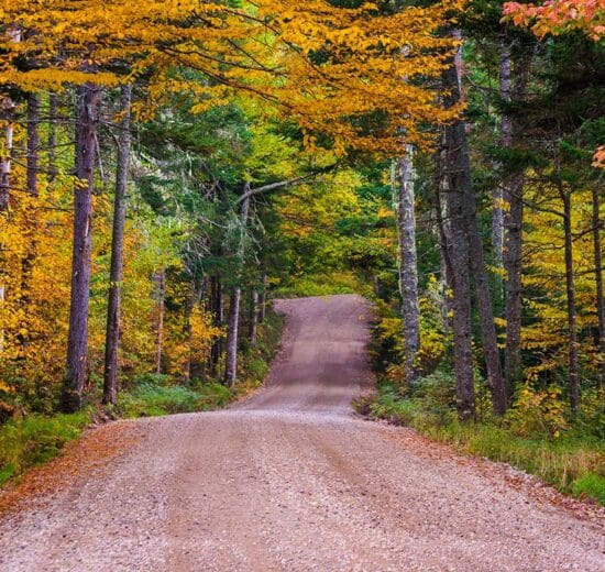 What Absentee Landowners Lose Every Season They Skip Vegetation Management