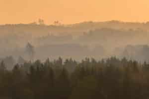 Adapting Timberland Management to New Market Realities
(Part 2)