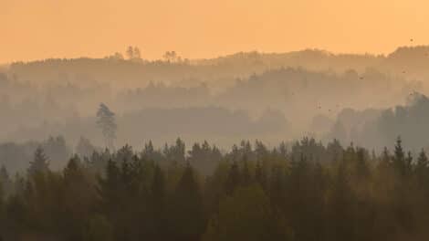 Adapting Timberland Management to New Market Realities (Part 2)
