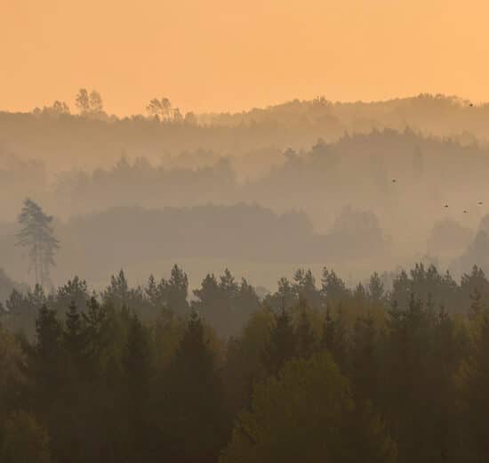 Adapting Timberland Management to New Market Realities (Part 2)