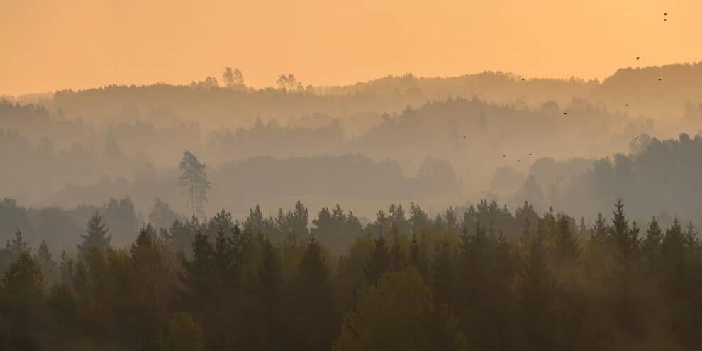 Adapting Timberland Management to New Market Realities
(Part 2)
