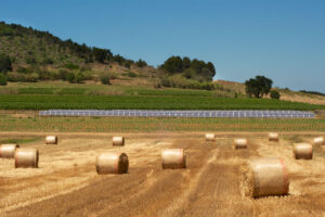 5 Reasons Why Agrivoltaics is Relevant to Investors