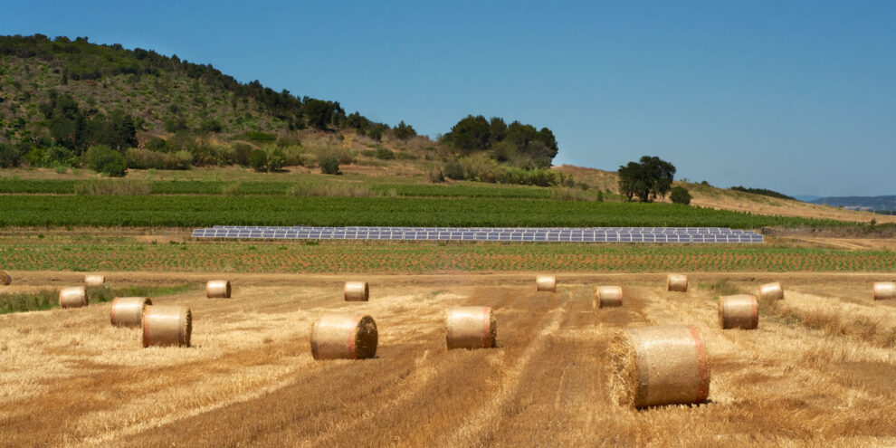 5 Reasons Why Agrivoltaics is Relevant to Investors