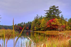 Are There Wetlands on Your Property?