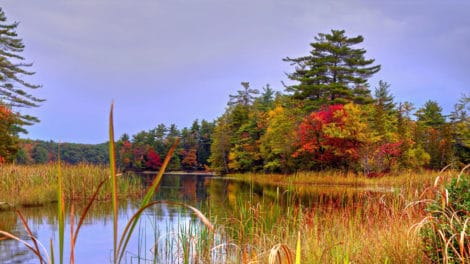 Are There Wetlands on Your Property?