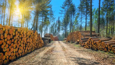 Assessing Future Forest Supplies and Wood Markets for Timberland Owners