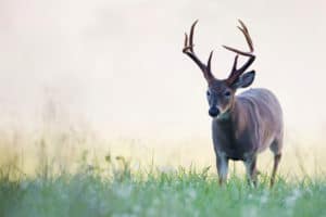 Attract More Deer to Your Land: The Basics of Food Plots