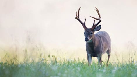 Attract More Deer to Your Land: The Basics of Food Plots