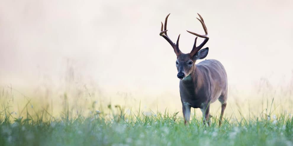 Attract More Deer to Your Land: The Basics of Food Plots
