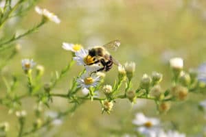 Attracting Bees to Your Land