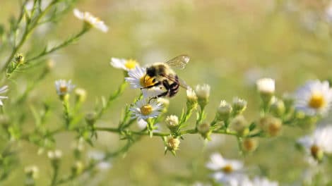 Attracting Bees to Your Land