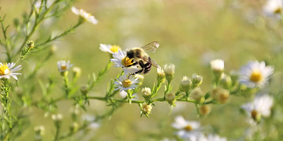 Attracting Bees to Your Land