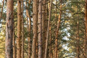 Avoiding the “Dumb” Choice when Investing in Timberlands